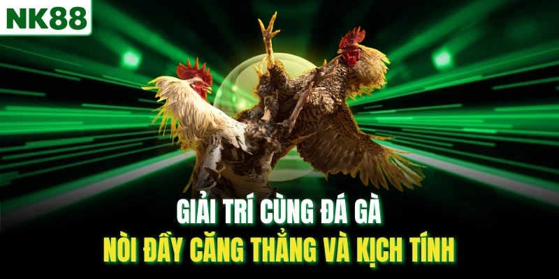 Giải trí cùng đá gà nòi đầy căng thẳng và kịch tính